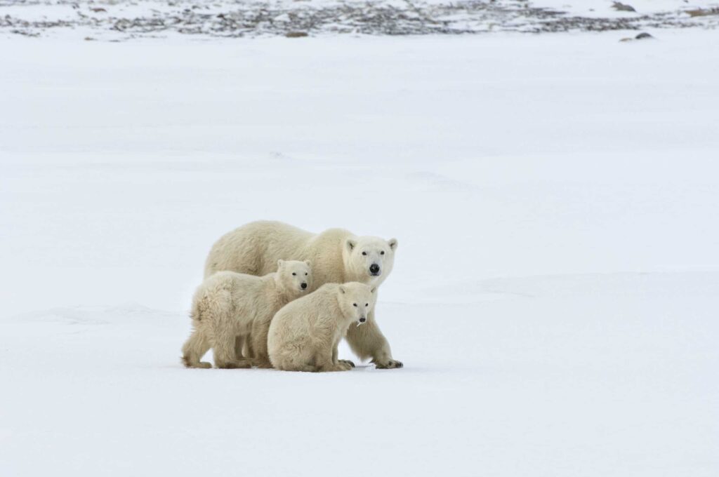 an adult and two cubs in the wild.